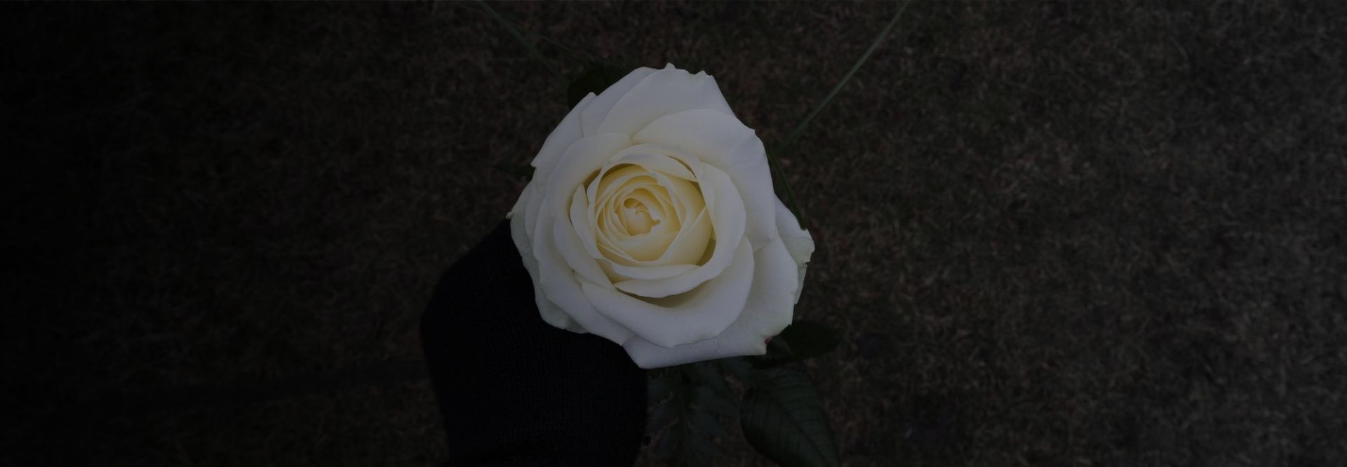White rose to represent the Day of Mourning